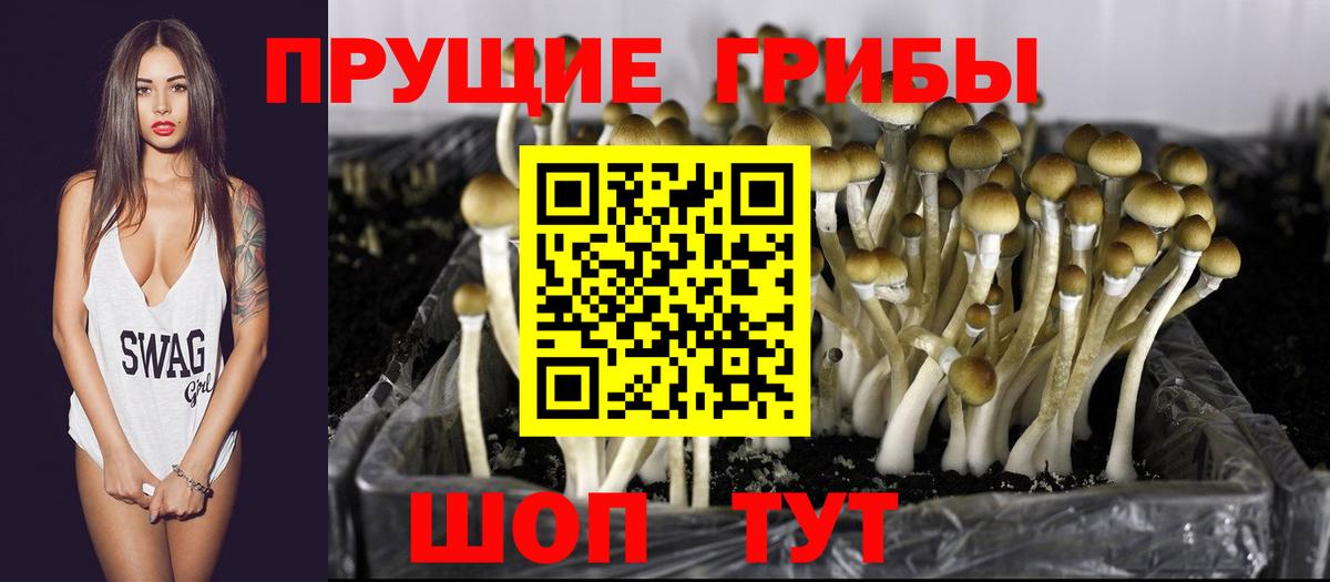 Пыть-Ях  Галлюциногенные грибы Cubensis  Вход с VPN 